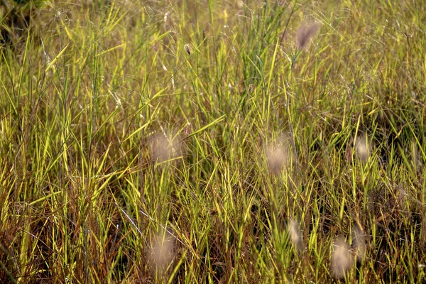 Травяные Цветы Поле Теплый Красный Свет Утром — стоковое фото