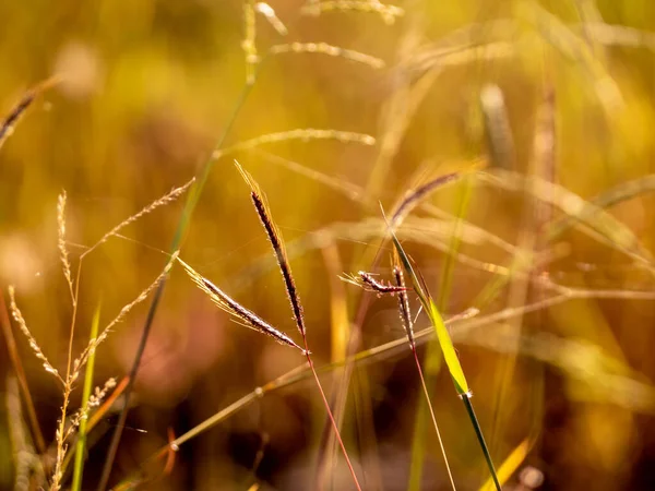 Grass Flowers Field Warm Red Light Morning — Stock Photo, Image