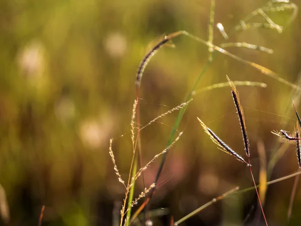 Grass Flowers Field Warm Red Light Morning — Stock Photo, Image