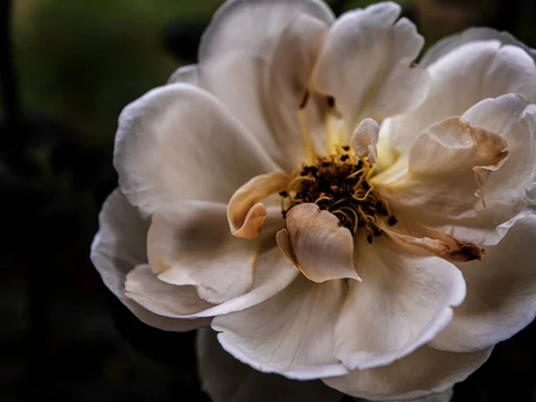 Tvar Barvy Nedokonalých Růží Ambridge Které Kvetou Tropických Klimatech — Stock fotografie
