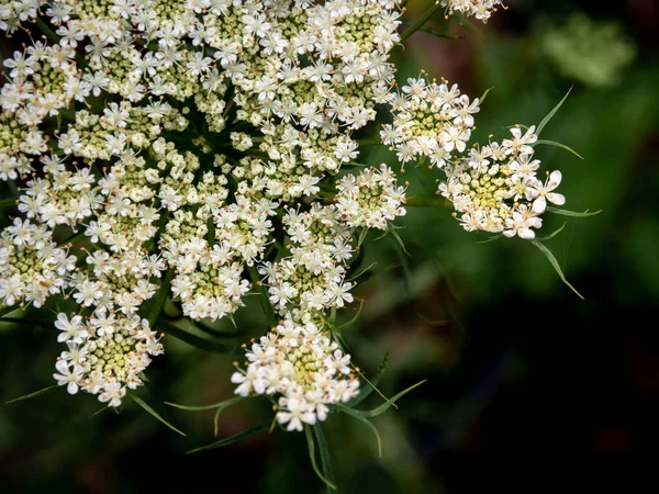 ニンジンの花のクローズアップ写真小さな白い花は密な花束を形成します — ストック写真