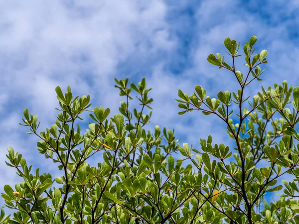 Φύλλα Αμυγδάλου Της Ακτής Ελεφαντοστού Και Σύννεφο Στον Γαλάζιο Ουρανό — Φωτογραφία Αρχείου