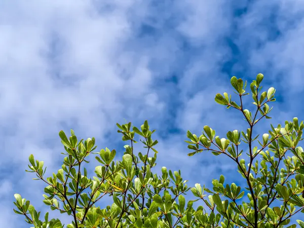 Mandelblätter Der Elfenbeinküste Und Wolken Blauen Himmel — Stockfoto