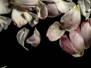 Solan gülün yaralı yaprakları siyah arka planda