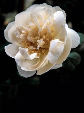 Tropikal iklimlerde açan beyaz güllerin şekli ve renkleri