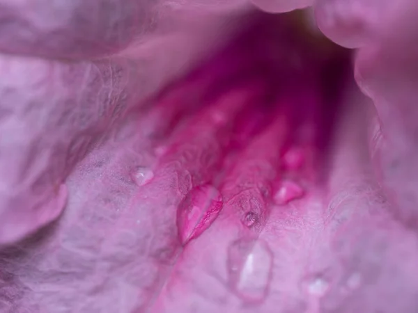 Nahaufnahme Zartrosa Blütenblätter Der Wilden Petunienblüte — Stockfoto