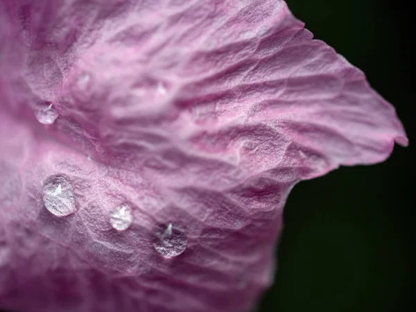 Vahşi Petunya Çiçeğinin Narin Pembe Taç Yapraklarını Kapat — Stok fotoğraf