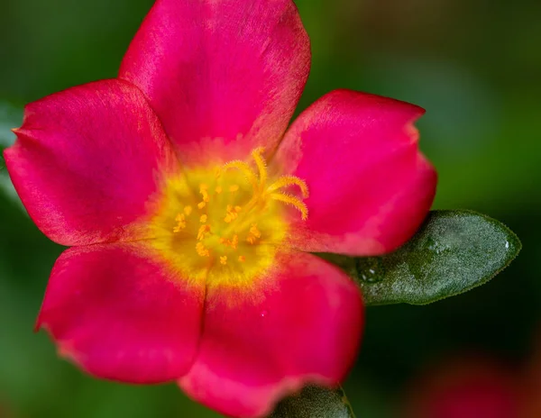 Pétales Rose Vif Brillant Fleur Pourpre Commune — Photo