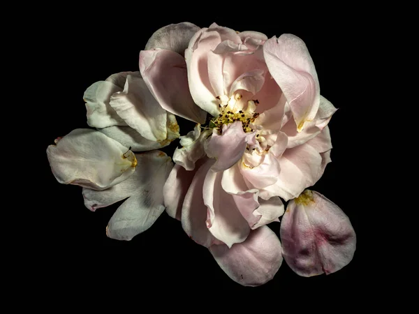 Solan bir Japon gülünün yaralı yaprakları Plume