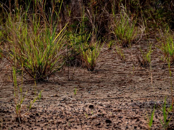 Рост Травы Сухой Траве Вдоль Дороги — стоковое фото
