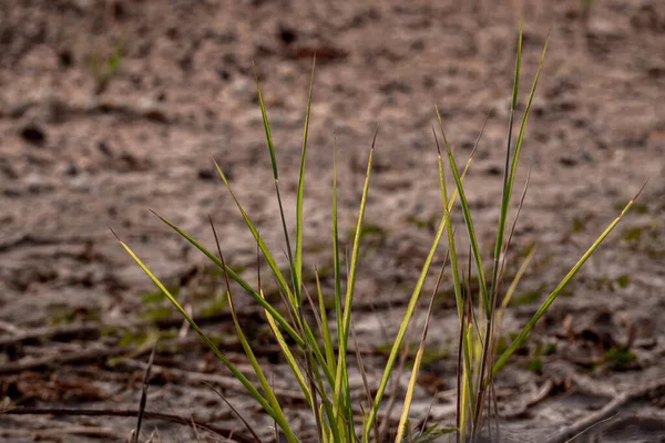 Wzrost Trawy Suchych Pustkowiach Wzdłuż Drogi — Zdjęcie stockowe