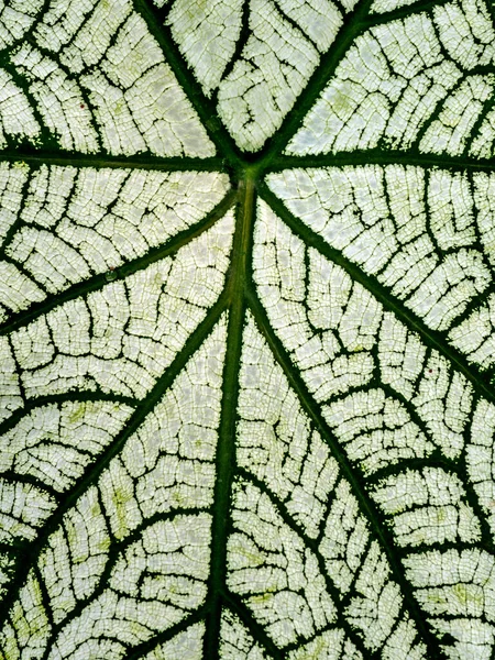 Das Grüne Muster Auf Der Weißen Oberfläche Auf Dem Blatt — Stockfoto