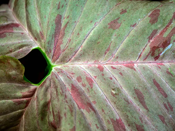 Full Frame Close Variegated Pink Pattern Leaf Syngonium Pink Splash — Stock Photo, Image
