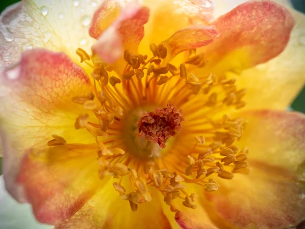 细腻细腻的拉帕丽斯安玫瑰花粉和花瓣作为自然背景 — 图库照片