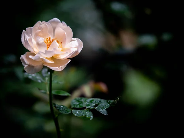 熱帯気候に咲く不完全なバラの形と色 — ストック写真