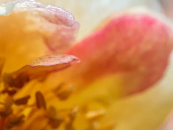 细腻细腻的拉帕丽斯安玫瑰花粉和花瓣作为自然背景 — 图库照片