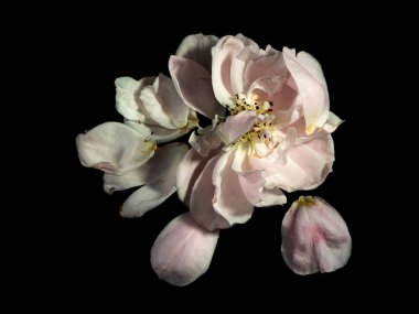 Solan bir Japon gülünün yaralı yaprakları Plume