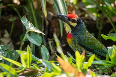 Bahçedeki Bakırcı Barbet Kuşu