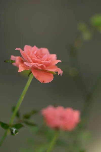 Shape Colors Miniature Bloom Garden — Stock Photo, Image
