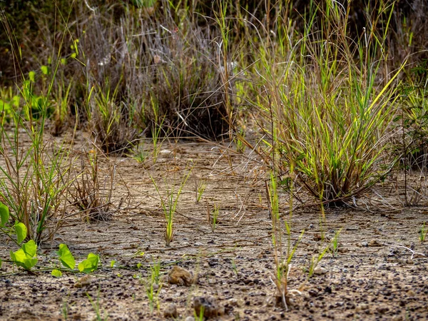 Wzrost Trawy Suchych Pustkowiach Wzdłuż Drogi — Zdjęcie stockowe