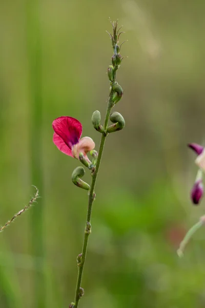 The Scarlet Bean flower growth on dried wasteland along the road