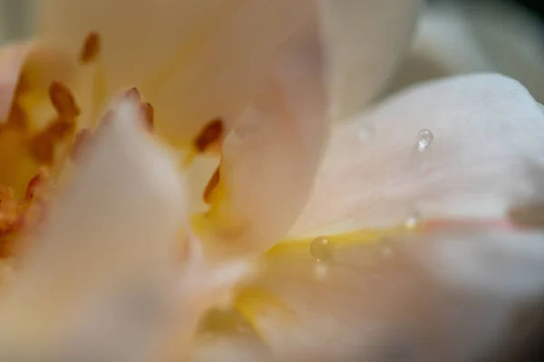 特写精致的白色玫瑰花粉和花瓣作为自然背景 — 图库照片