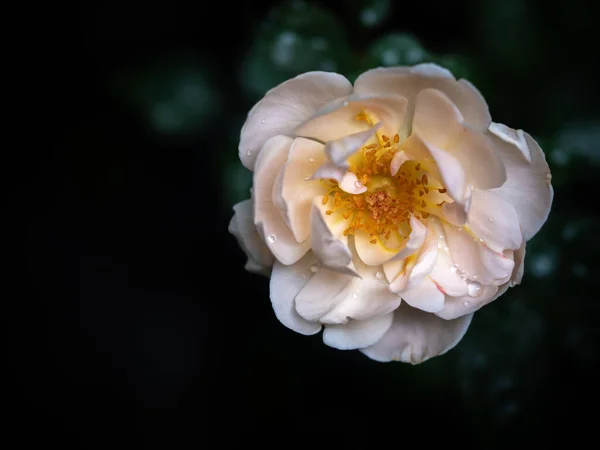 热带气候中盛开的不完美玫瑰的形状和颜色 — 图库照片