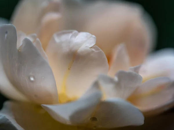 特写精致的白色玫瑰花粉和花瓣作为自然背景 — 图库照片