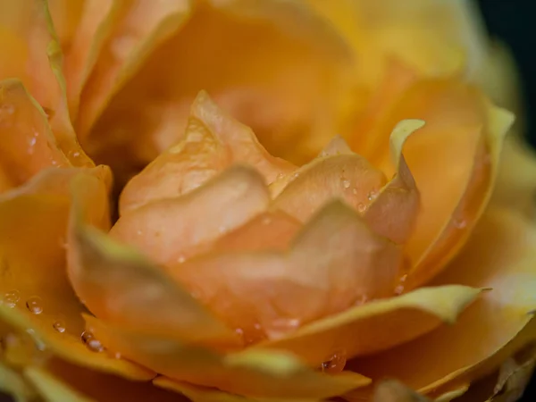 特写精致的黄色玫瑰花瓣作为自然背景 — 图库照片
