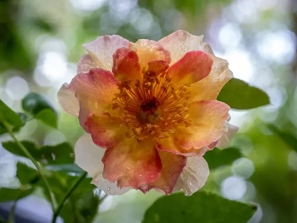 庭に咲くラ パリジェンヌのバラの形と色 — ストック写真