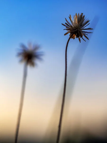 Close Strzał Nasiona Tridax Daisy Kwiat Podczas Usychania — Zdjęcie stockowe