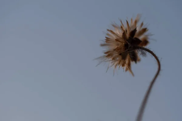 特写拍摄了菊花凋零时的种子 — 图库照片