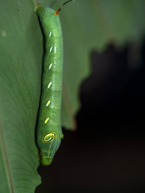 Tırtıl Oleander Şahin Güvesi Colocasia yaprağı yiyor.