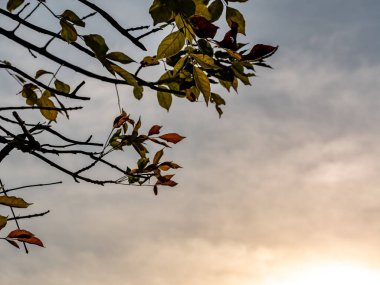 Ağacın yaprakları arasından gökyüzüne bakan Düşük Vantage Noktası