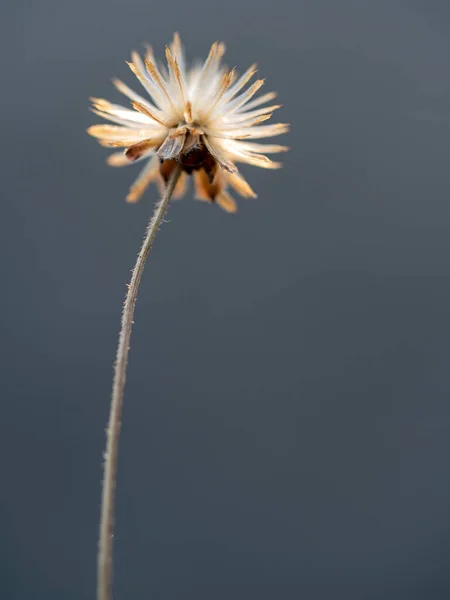 特写拍摄了菊花凋零时的种子 — 图库照片