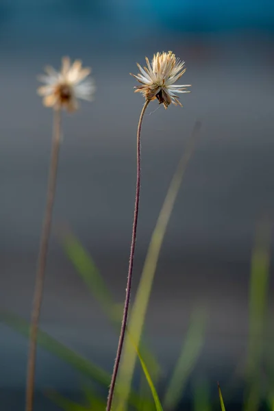 Yakın Plan Solarken Bir Tridax Daisy Çiçeğinin Tohumunu Çeker — Stok fotoğraf