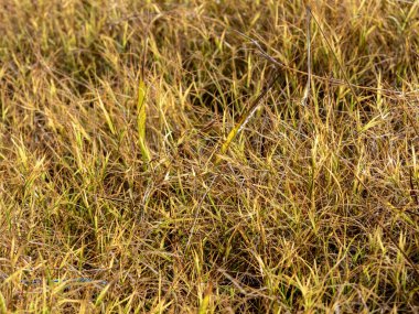 Yol boyunca kurumuş çorak arazideki çimenler büyür.