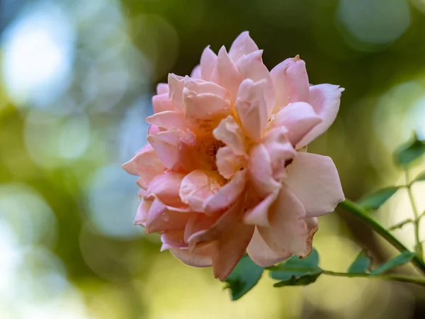 Kształt Kolory Jubileuszowych Róż Które Kwitną Ogrodzie — Zdjęcie stockowe