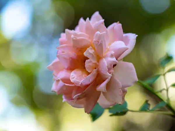 在花园里绽放的欢庆玫瑰的形状和色彩 — 图库照片