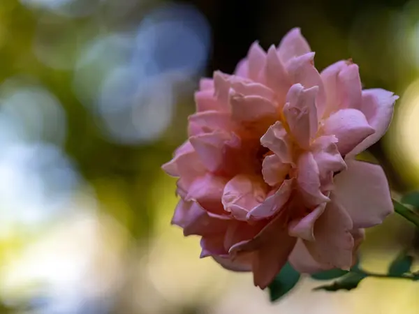 Forme Couleurs Des Roses Célébration Jubilaire Qui Fleurissent Dans Jardin — Photo