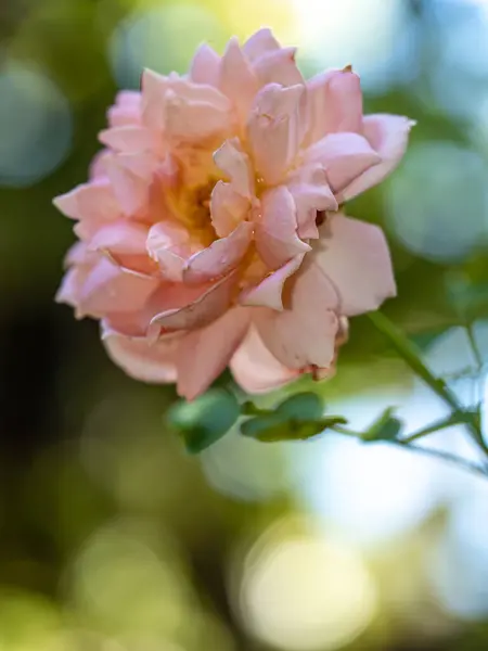 Forma Colores Las Rosas Jubileo Celebración Que Florecen Jardín — Foto de Stock