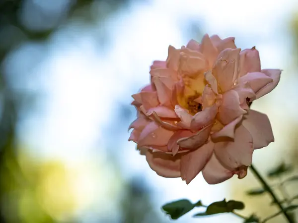 在花园里绽放的欢庆玫瑰的形状和色彩 — 图库照片