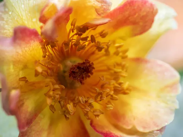 Close Delicate Parisienne Rose Pollens Petals Nature Background — Stock Photo, Image