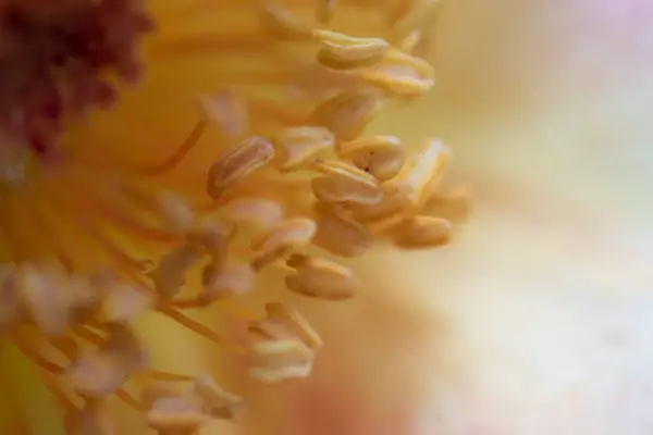 Gros Plan Délicat Pollens Pétales Rose Parisienne Comme Fond Naturel — Photo