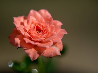 Bahçede açan minyatür güllerin şekli ve renkleri