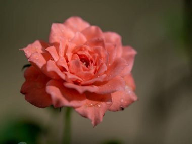 Bahçede açan minyatür güllerin şekli ve renkleri