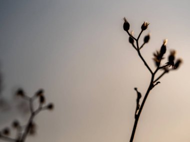 Kurumuş bir demet demir yosunu çiçeğine yakın çekim