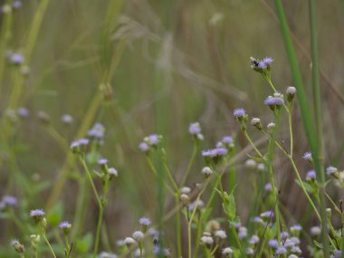 Tropik Ageratum 'un çiçeği, kırsaldaki çayırlarda praxelis