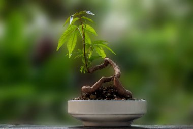 Küçük Domuz erik ayarı onu küçük bir tencereye koydu. Mini bonsai olarak.
