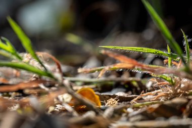 Toprak büyümüş ve çimenler kıllı.